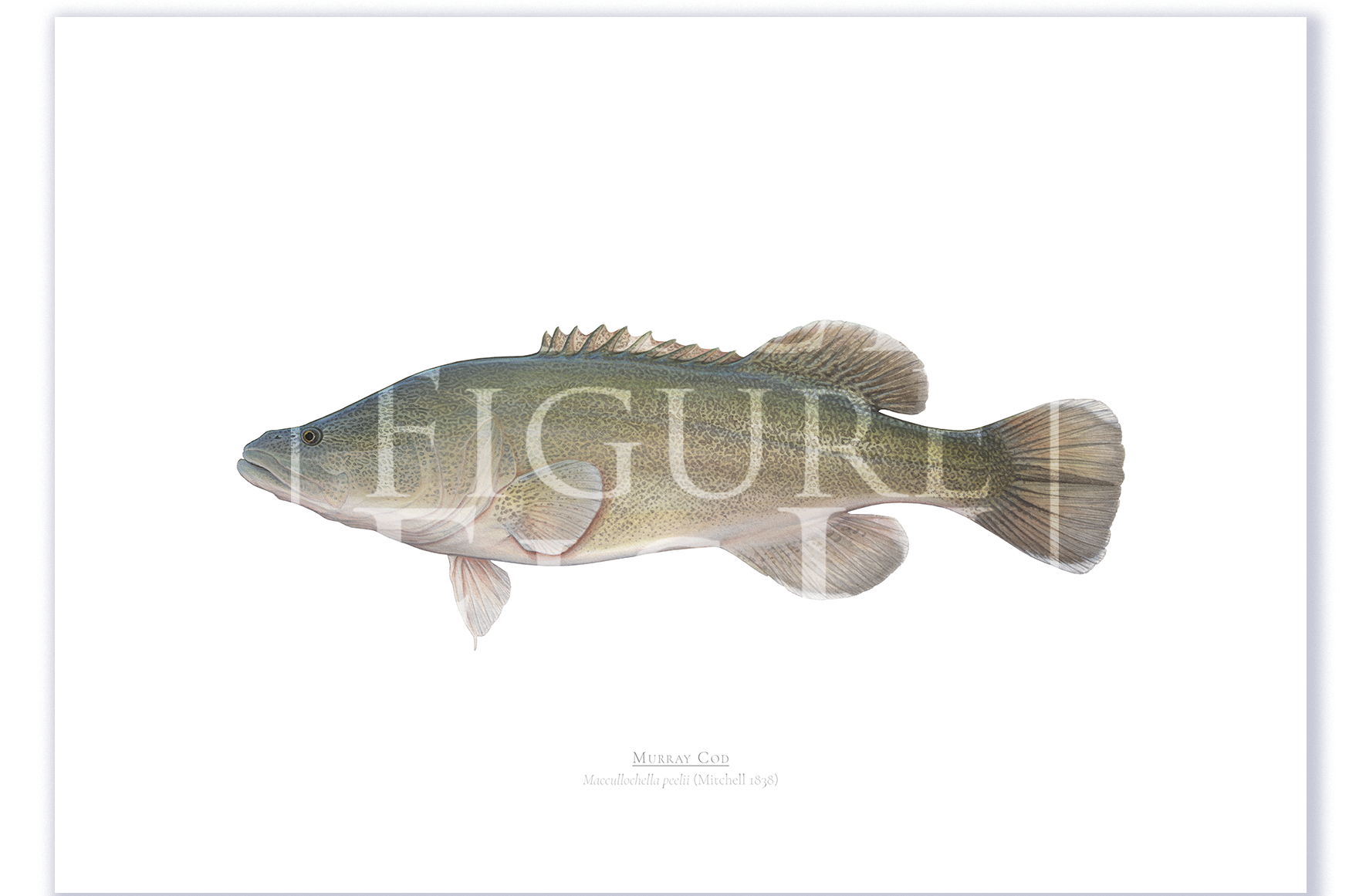 Murray Cod A3 Print Mockup Shadow.png by Dr Lindsay Marshall