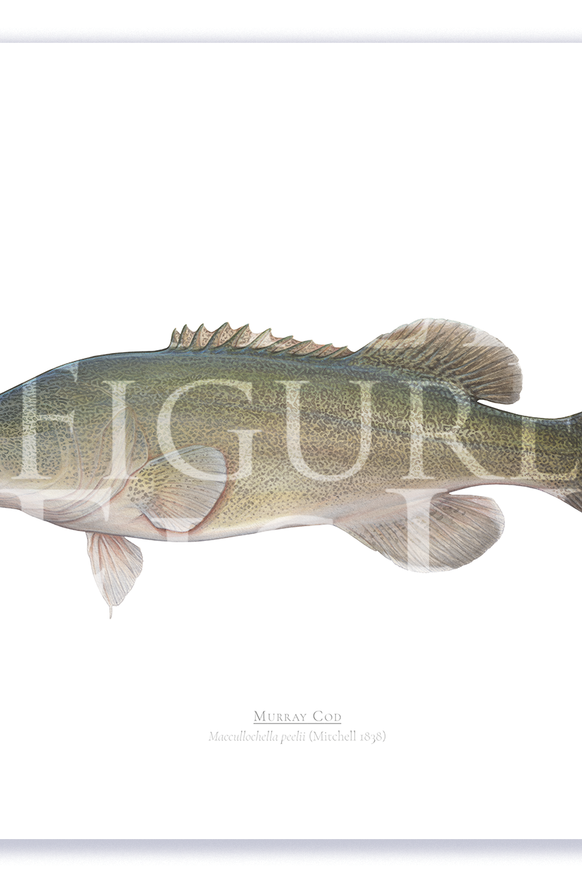 Murray Cod A3 Print Mockup Shadow.png by Dr Lindsay Marshall