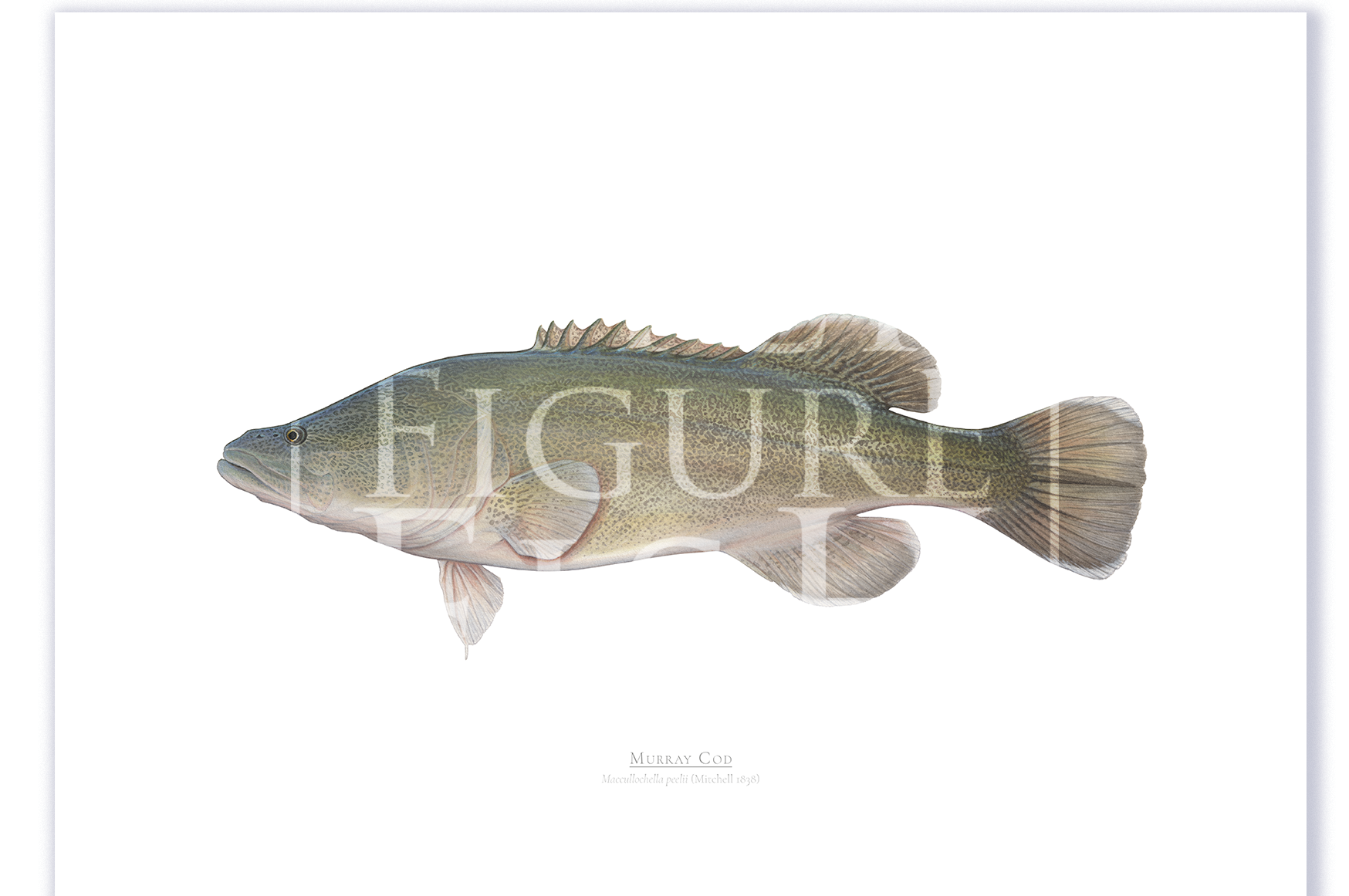 Murray Cod A2 Print Mockup Shadow.png by Dr Lindsay Marshall