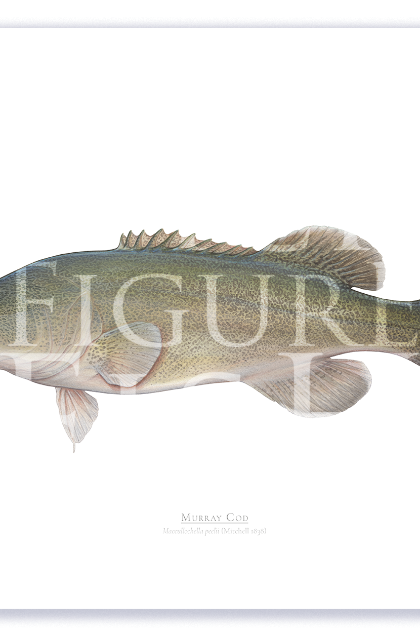 Murray Cod A2 Print Mockup Shadow.png by Dr Lindsay Marshall