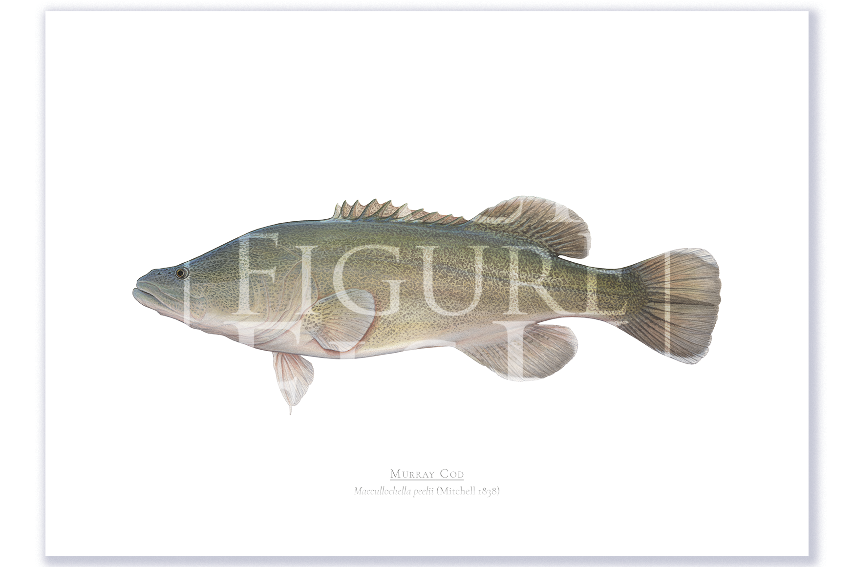 Murray Cod A4 Print Mockup Shadow.png by Dr Lindsay Marshall