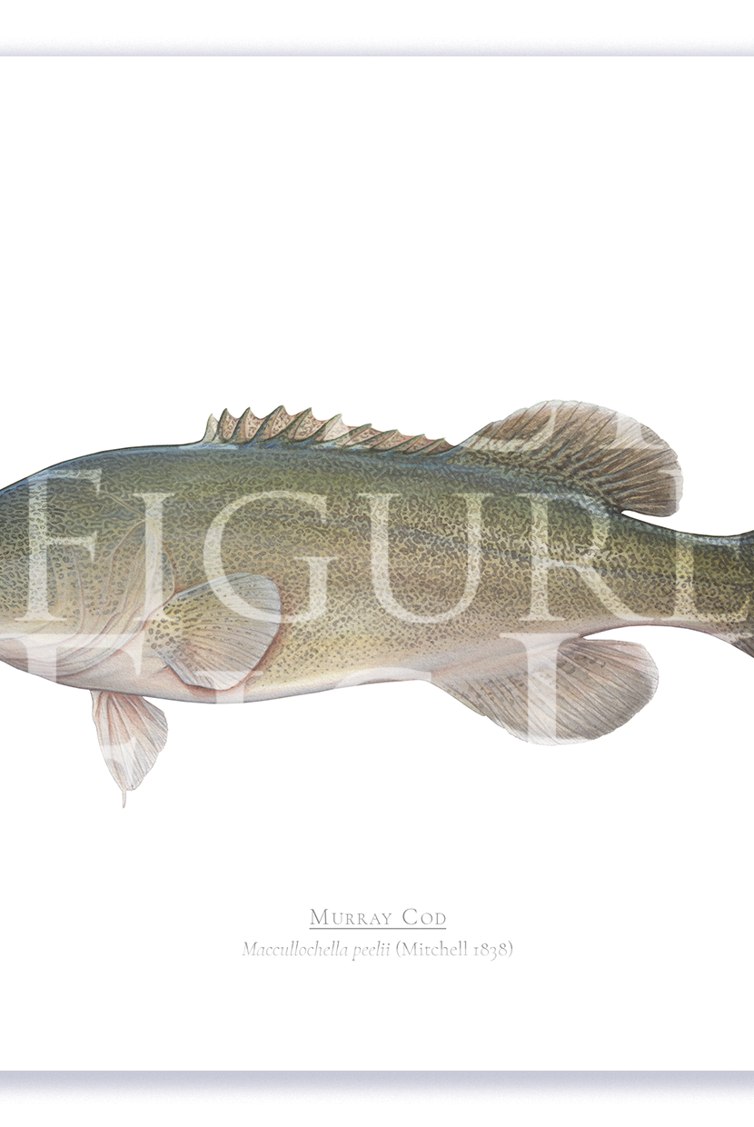 Murray Cod A4 Print Mockup Shadow.png by Dr Lindsay Marshall
