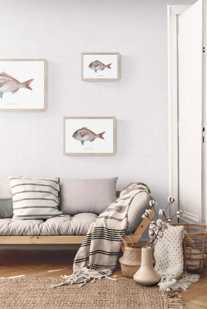 Pink Snapper, Chrysophrys auratus (Forster 1801) - Fine Art Print-Stick Figure Fish Illustration