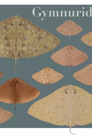 Rays of the World 2021 Calendar - Mug-Stick Figure Fish Illustration