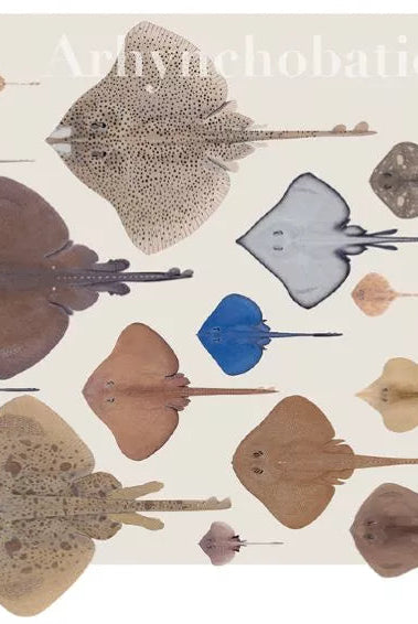 Rays of the World 2021 Calendar - Mug-Stick Figure Fish Illustration