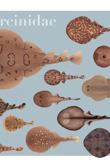 Rays of the World 2021 Calendar - Mug-Stick Figure Fish Illustration