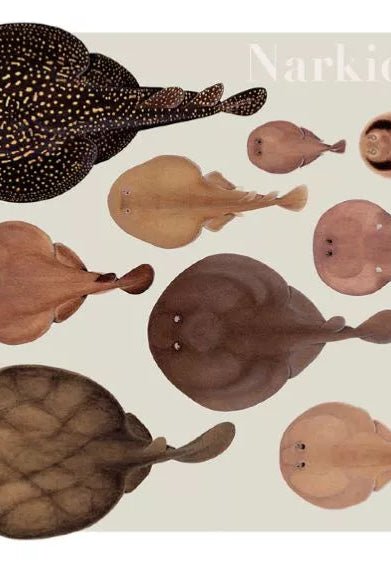 Rays of the World 2021 Calendar - Mug-Stick Figure Fish Illustration