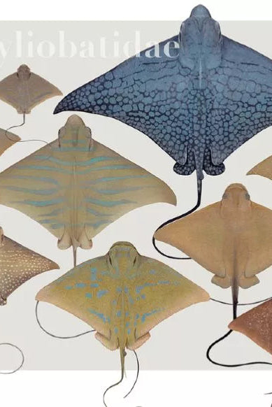 Rays of the World 2021 Calendar - Mug-Stick Figure Fish Illustration