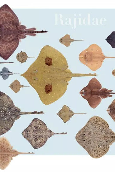 Rays of the World 2021 Calendar - Mug-Stick Figure Fish Illustration