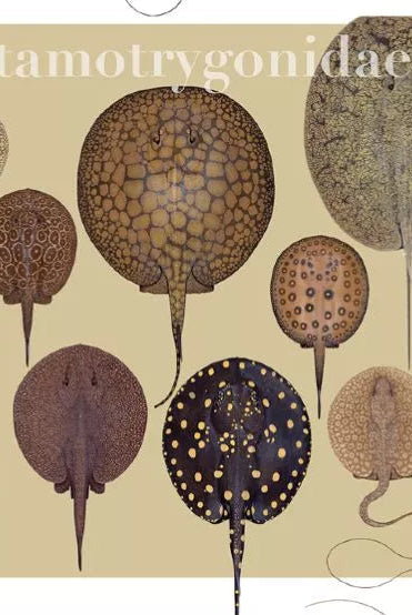 Rays of the World 2021 Calendar - Mug-Stick Figure Fish Illustration