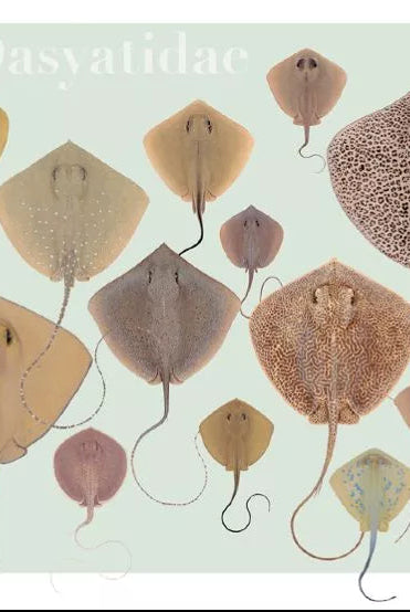 Rays of the World 2021 Calendar - Mug-Stick Figure Fish Illustration