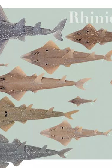 Rays of the World 2021 Calendar - Mug-Stick Figure Fish Illustration