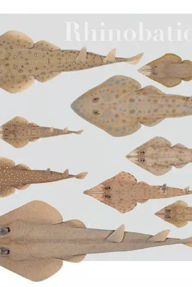 Rays of the World 2021 Calendar - Mug-Stick Figure Fish Illustration