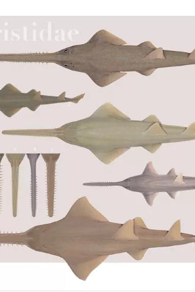 Rays of the World 2021 Calendar - Mug-Stick Figure Fish Illustration