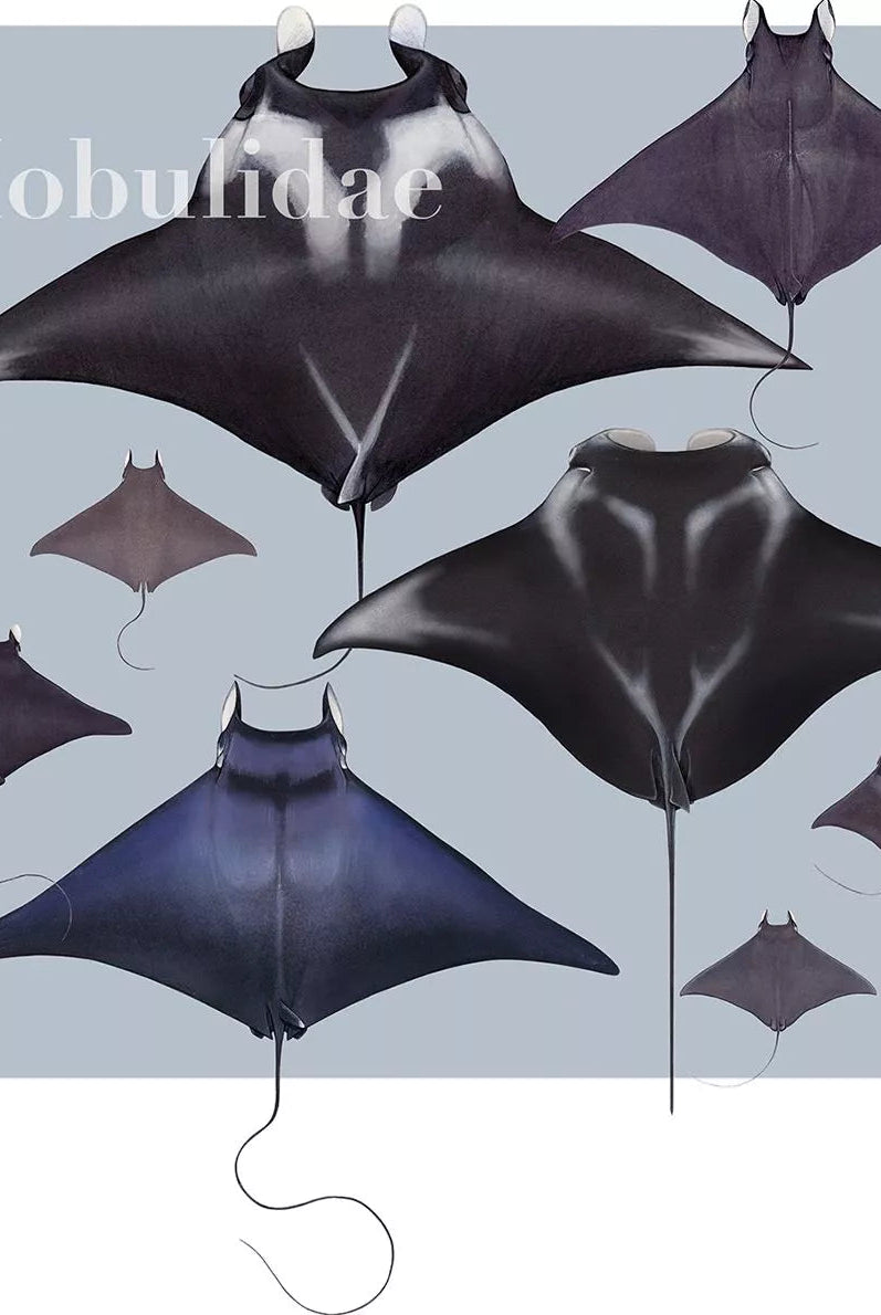 Rays of the World 2021 Calendar - Mug-Stick Figure Fish Illustration