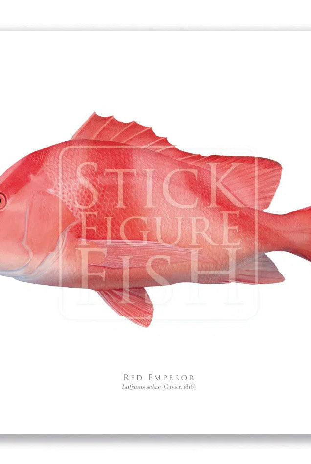 Red Emperor, Lutjanus sebae (Cuvier 1816) - Fine Art Print-Stick Figure Fish Illustration