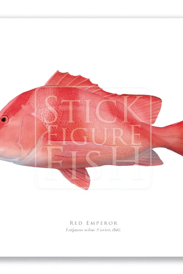 Red Emperor, Lutjanus sebae (Cuvier 1816) - Fine Art Print-Stick Figure Fish Illustration
