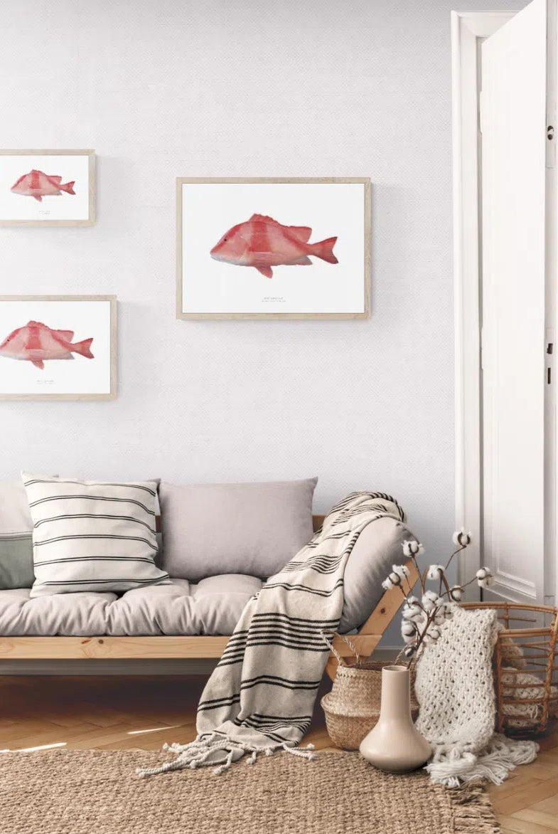Red Emperor, Lutjanus sebae (Cuvier 1816) - Fine Art Print-Stick Figure Fish Illustration