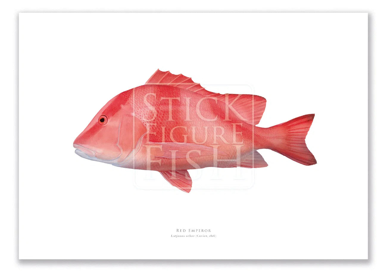 Red Emperor, Lutjanus sebae (Cuvier 1816) - Fine Art Print-Stick Figure Fish Illustration
