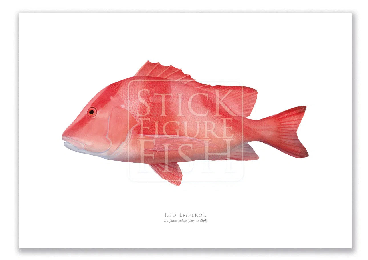 Red Emperor, Lutjanus sebae (Cuvier 1816) - Fine Art Print-Stick Figure Fish Illustration