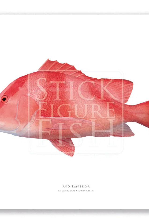 Red Emperor, Lutjanus sebae (Cuvier 1816) - Fine Art Print-Stick Figure Fish Illustration