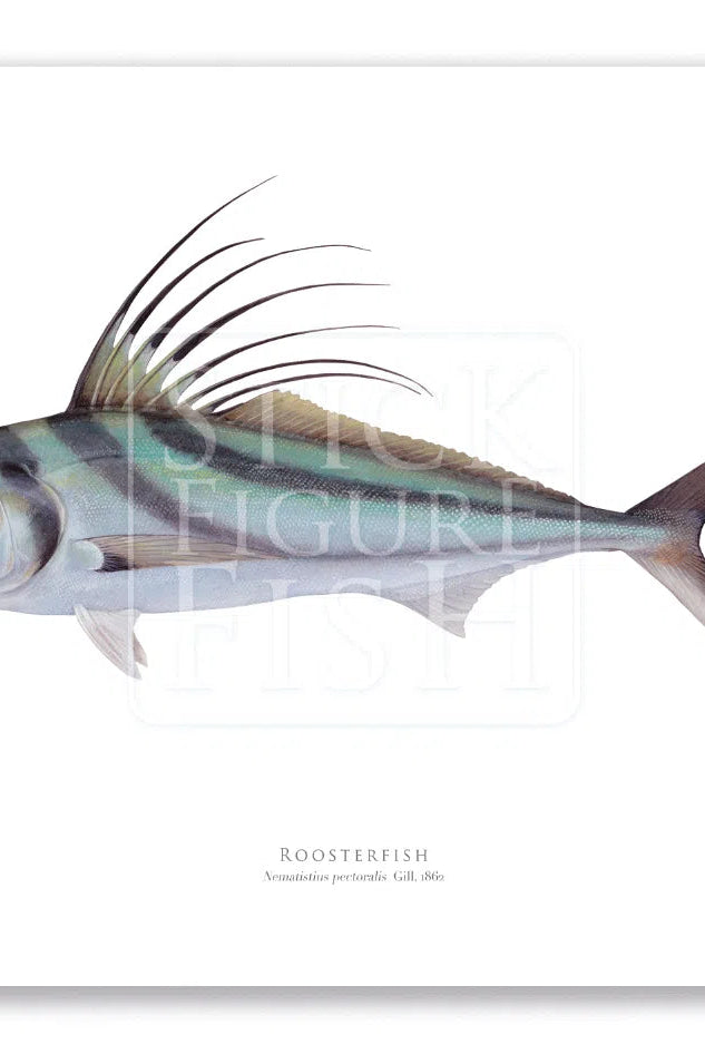Roosterfish, Nematistius pectoralis Gill, 1862 - Fine Art Print-Stick Figure Fish Illustration