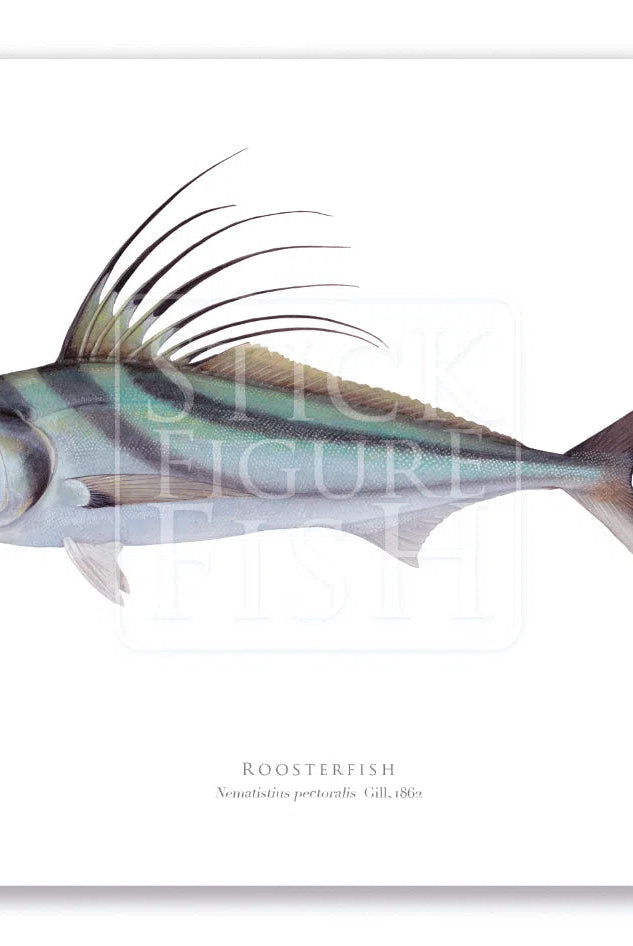 Roosterfish, Nematistius pectoralis Gill, 1862 - Fine Art Print-Stick Figure Fish Illustration