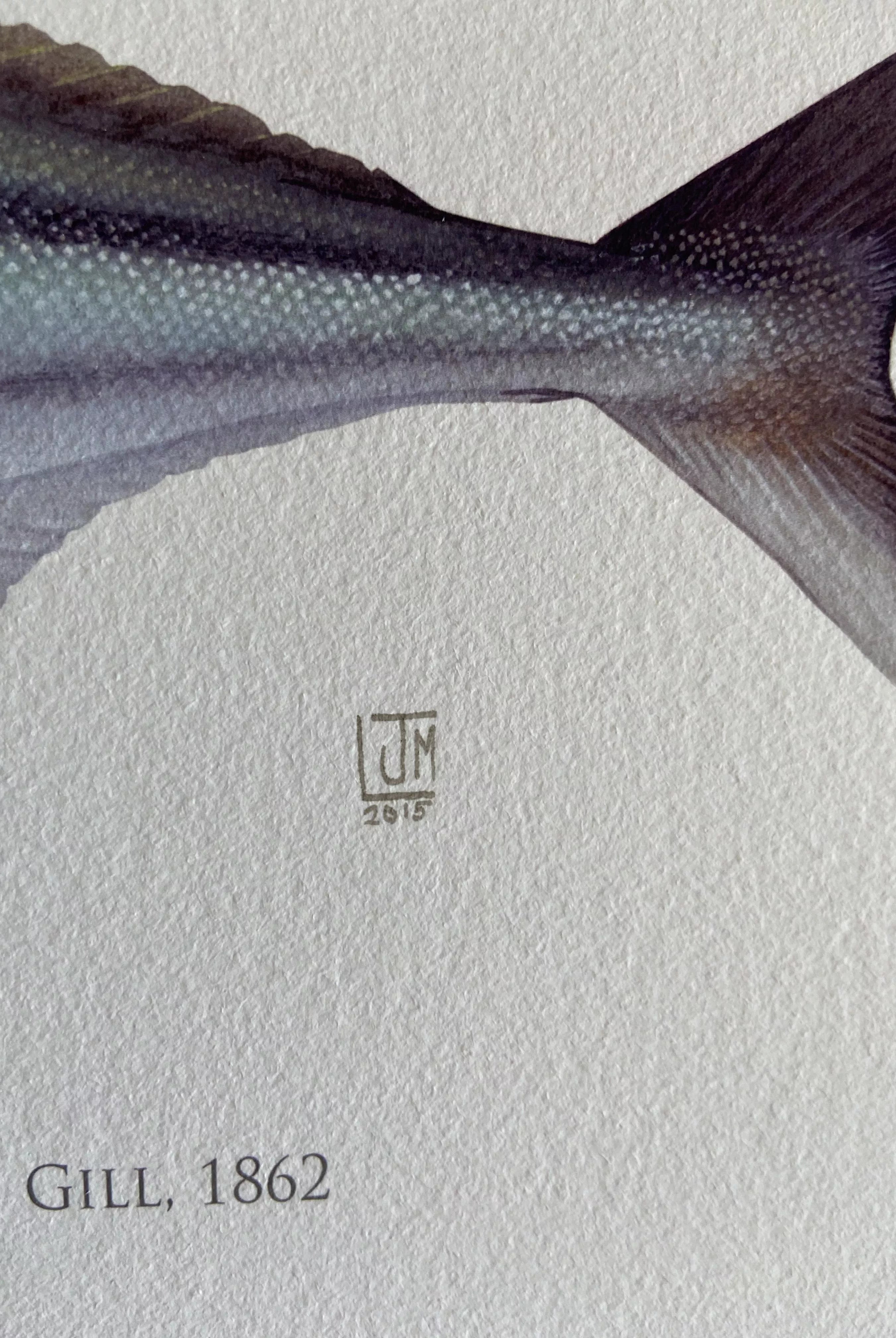 Roosterfish, Nematistius pectoralis Gill, 1862 - Fine Art Print-Stick Figure Fish Illustration