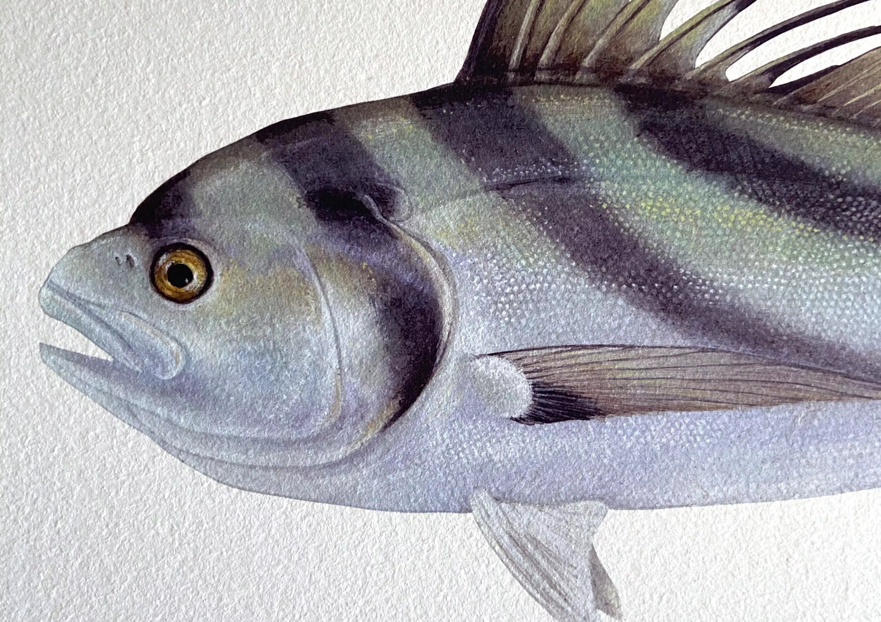 Roosterfish, Nematistius pectoralis Gill, 1862 - Fine Art Print-Stick Figure Fish Illustration