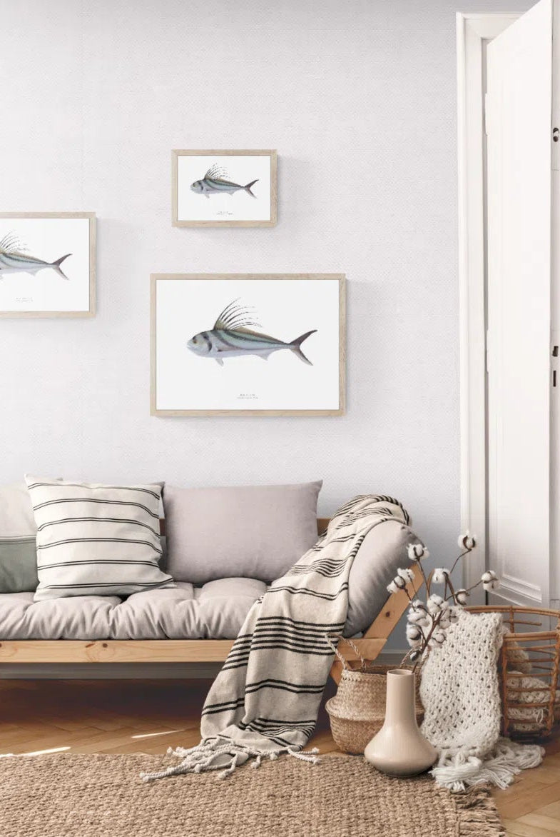 Roosterfish, Nematistius pectoralis Gill, 1862 - Fine Art Print-Stick Figure Fish Illustration