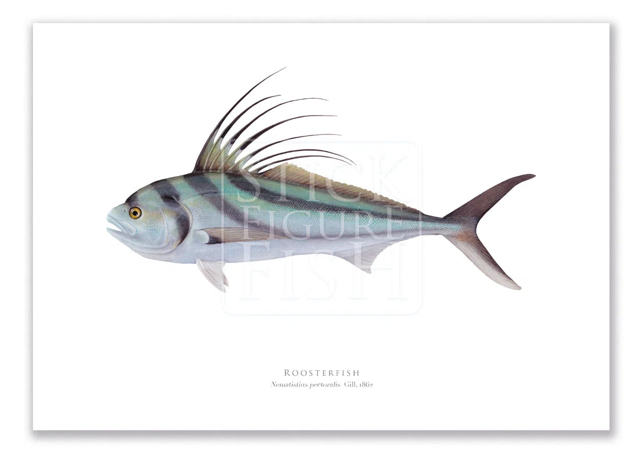 Roosterfish, Nematistius pectoralis Gill, 1862 - Fine Art Print-Stick Figure Fish Illustration