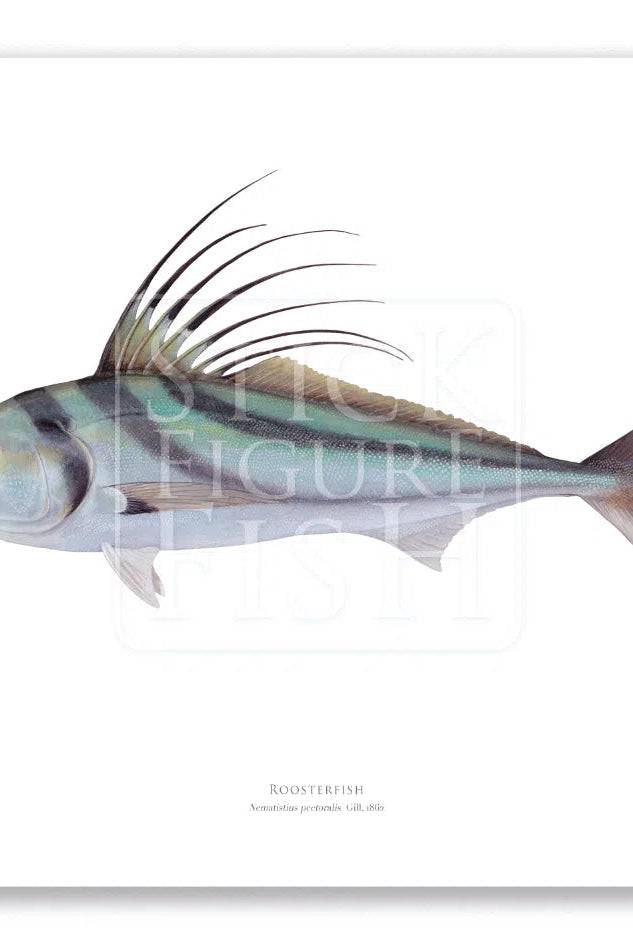Roosterfish, Nematistius pectoralis Gill, 1862 - Fine Art Print-Stick Figure Fish Illustration