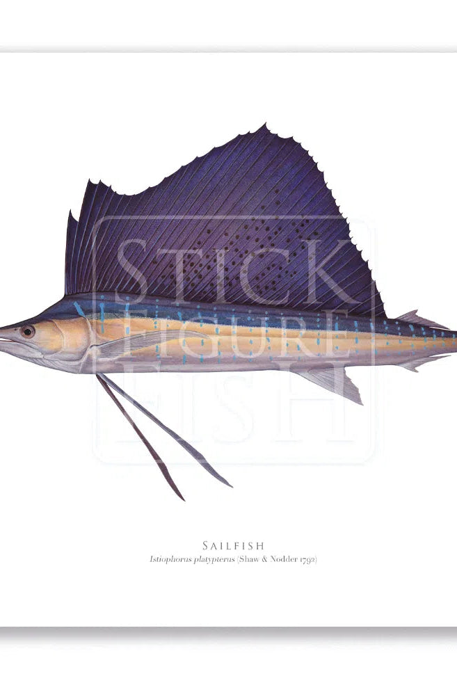Sailfish - Istiophorus platypterus (Shaw & Nodder 1792) - Fine Art Print-Stick Figure Fish Illustration