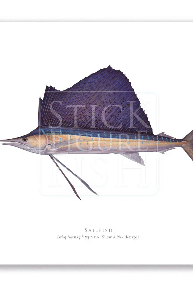Sailfish - Istiophorus platypterus (Shaw & Nodder 1792) - Fine Art Print-Stick Figure Fish Illustration