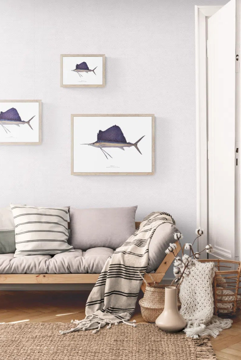 Sailfish - Istiophorus platypterus (Shaw & Nodder 1792) - Fine Art Print-Stick Figure Fish Illustration