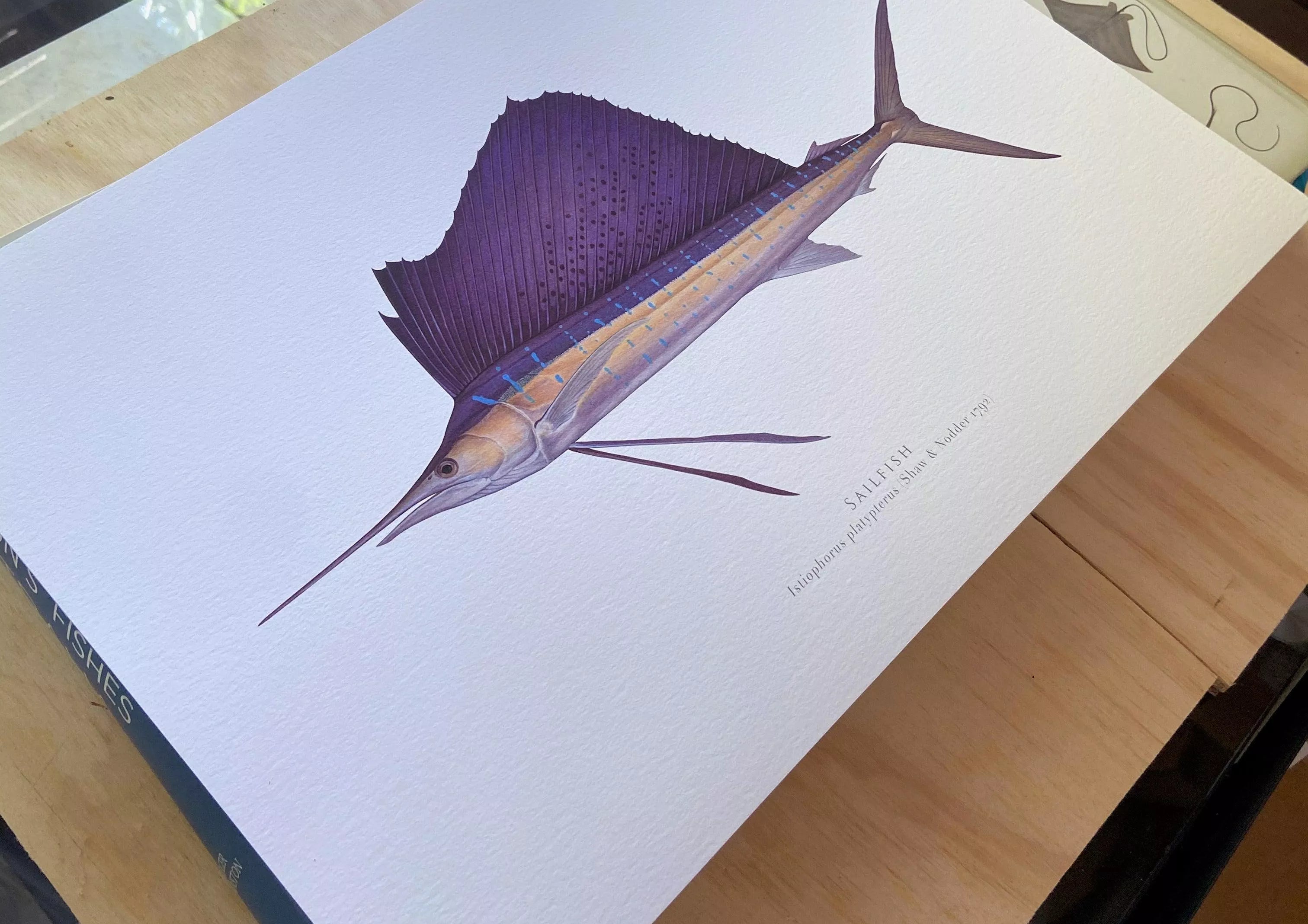 Sailfish - Istiophorus platypterus (Shaw & Nodder 1792) - Fine Art Print-Stick Figure Fish Illustration