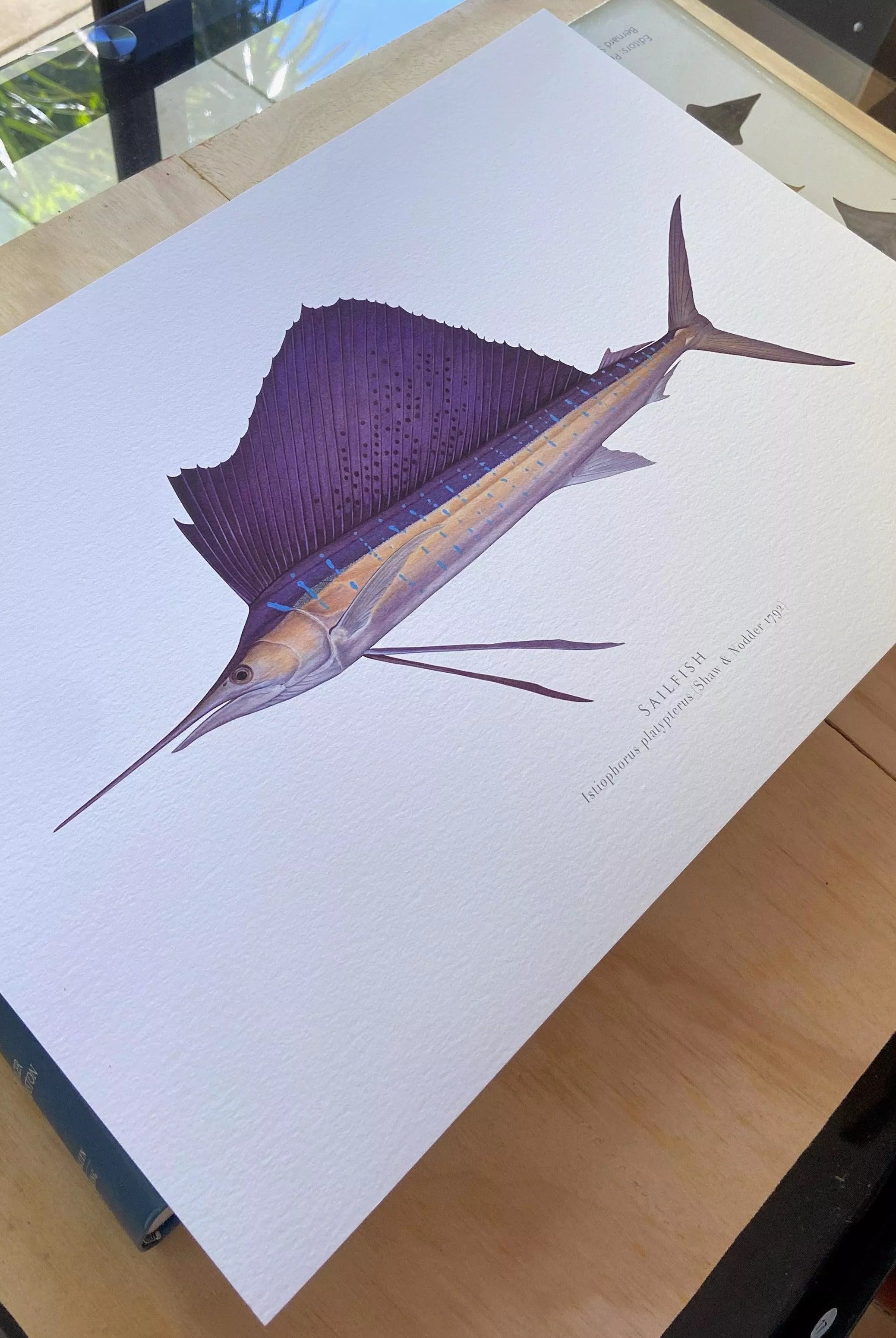 Sailfish - Istiophorus platypterus (Shaw & Nodder 1792) - Fine Art Print-Stick Figure Fish Illustration