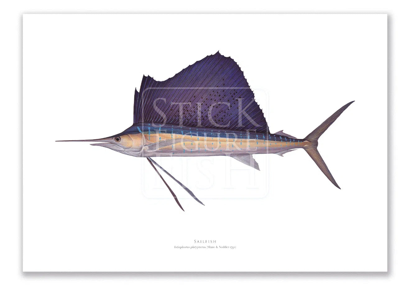 Sailfish - Istiophorus platypterus (Shaw & Nodder 1792) - Fine Art Print-Stick Figure Fish Illustration