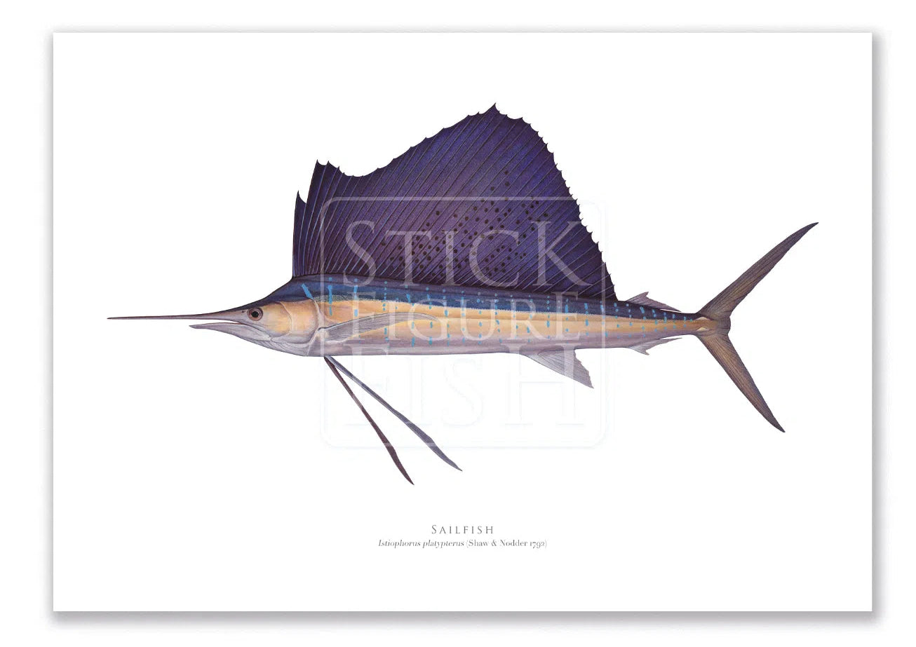 Sailfish - Istiophorus platypterus (Shaw & Nodder 1792) - Fine Art Print-Stick Figure Fish Illustration