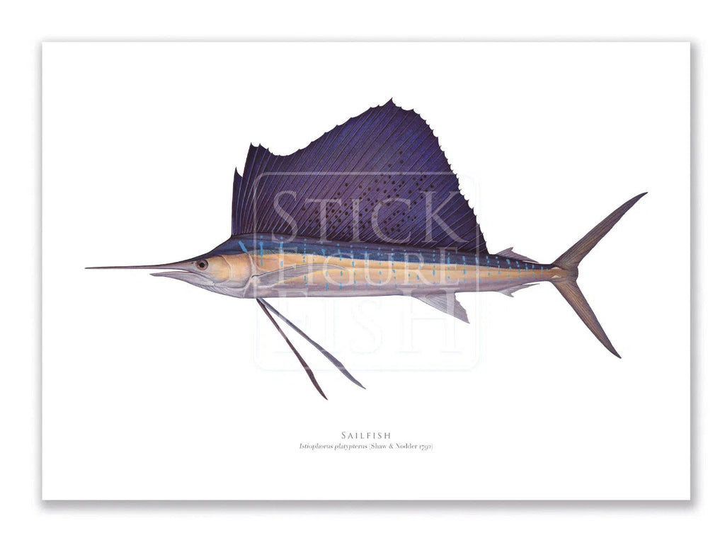 Sailfish - Istiophorus platypterus (Shaw & Nodder 1792) - Fine Art Print-Stick Figure Fish Illustration