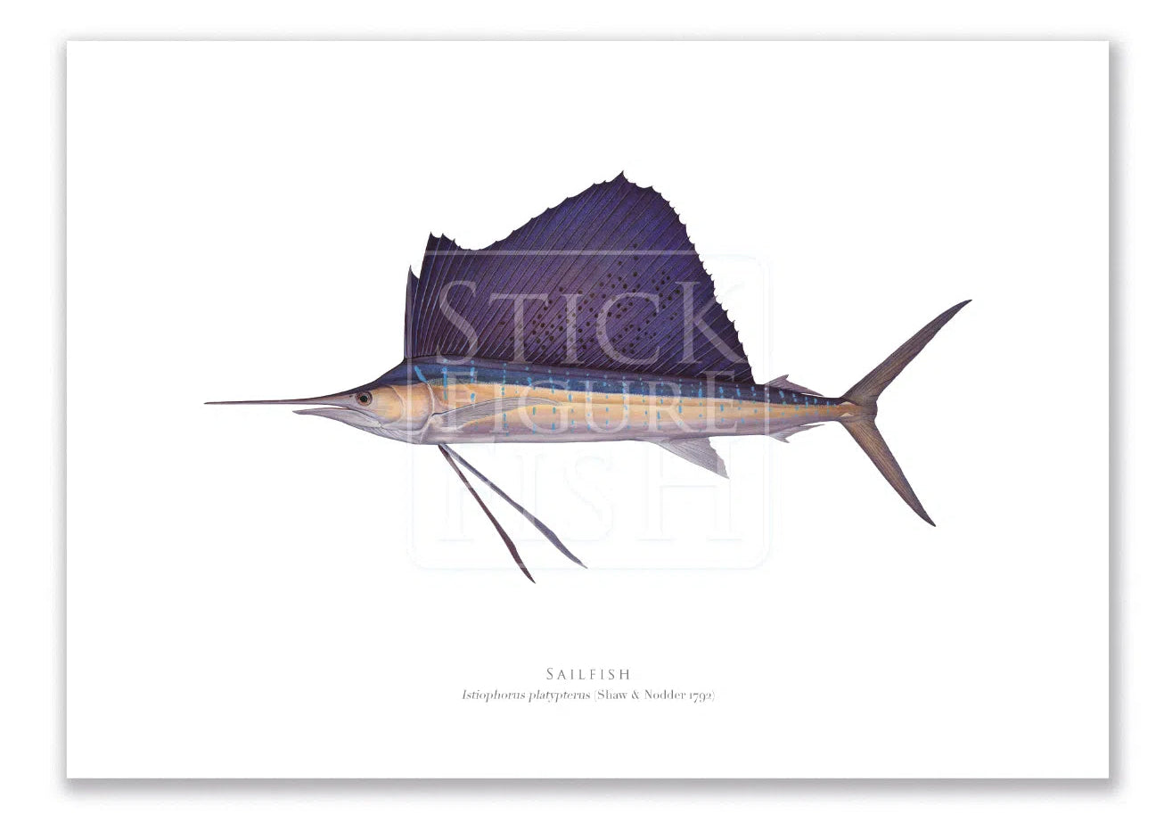 Sailfish - Istiophorus platypterus (Shaw & Nodder 1792) - Fine Art Print-Stick Figure Fish Illustration