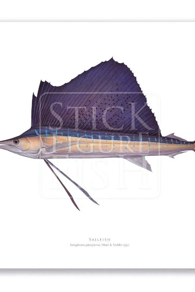 Sailfish - Istiophorus platypterus (Shaw & Nodder 1792) - Fine Art Print-Stick Figure Fish Illustration