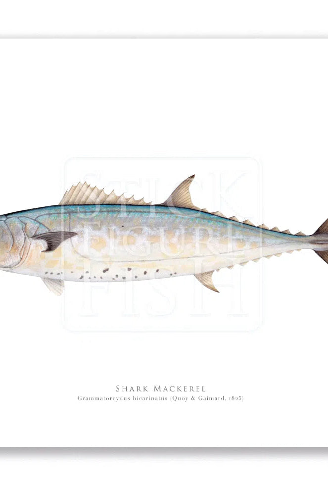 Shark Mackerel, Grammatorcynus bicarinatus (Quoy & Gaimard 1825) - Fine Art Print-Stick Figure Fish Illustration