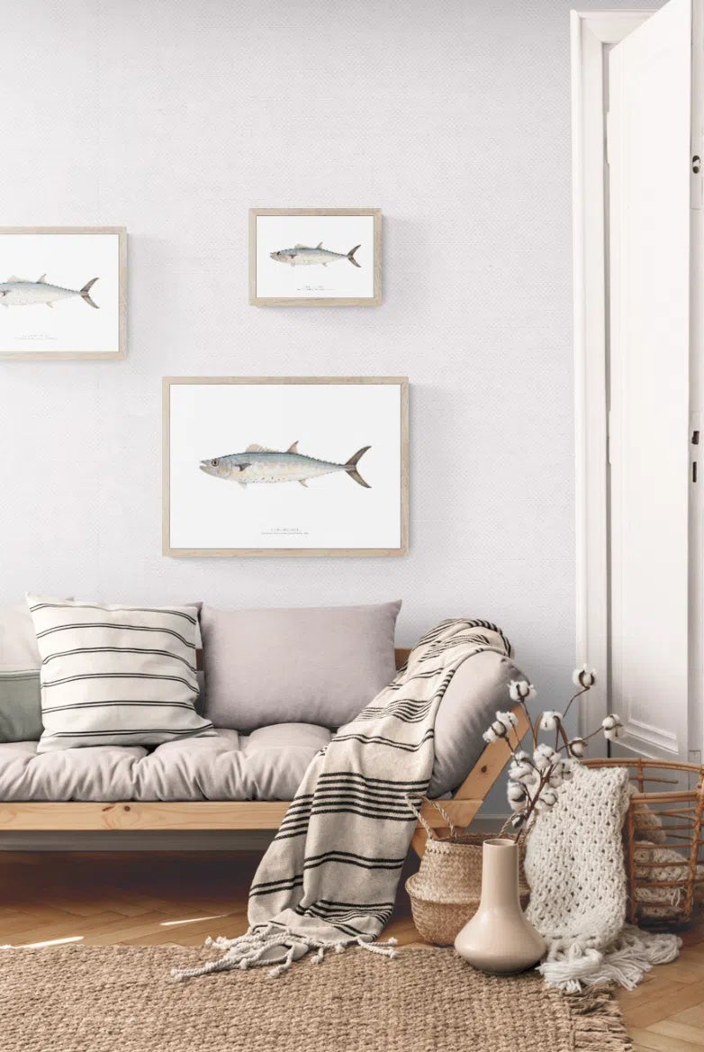 Shark Mackerel, Grammatorcynus bicarinatus (Quoy & Gaimard 1825) - Fine Art Print-Stick Figure Fish Illustration