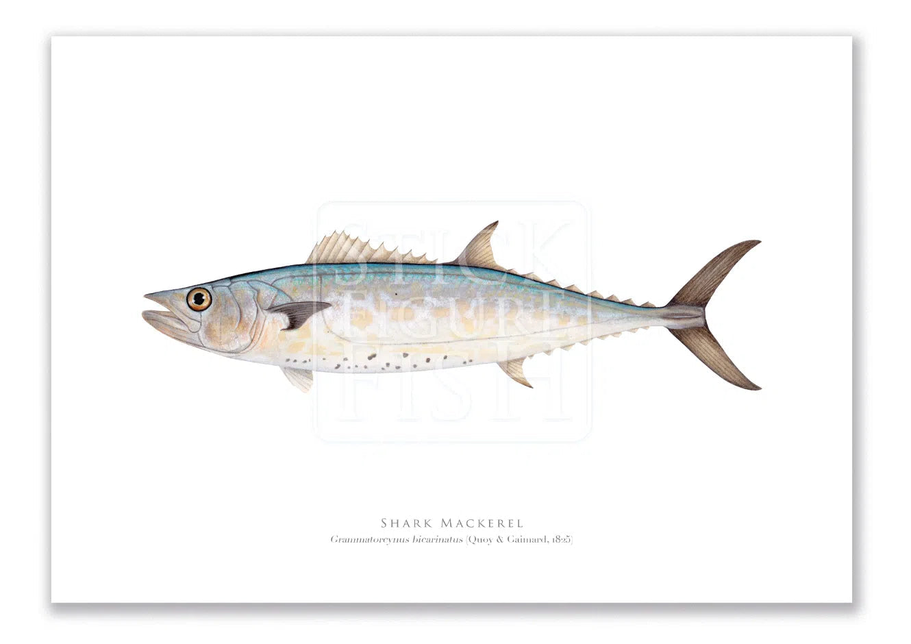 Shark Mackerel, Grammatorcynus bicarinatus (Quoy & Gaimard 1825) - Fine Art Print-Stick Figure Fish Illustration