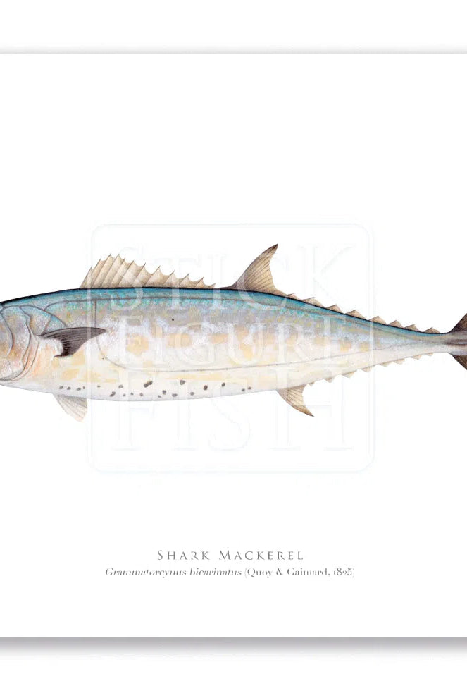 Shark Mackerel, Grammatorcynus bicarinatus (Quoy & Gaimard 1825) - Fine Art Print-Stick Figure Fish Illustration