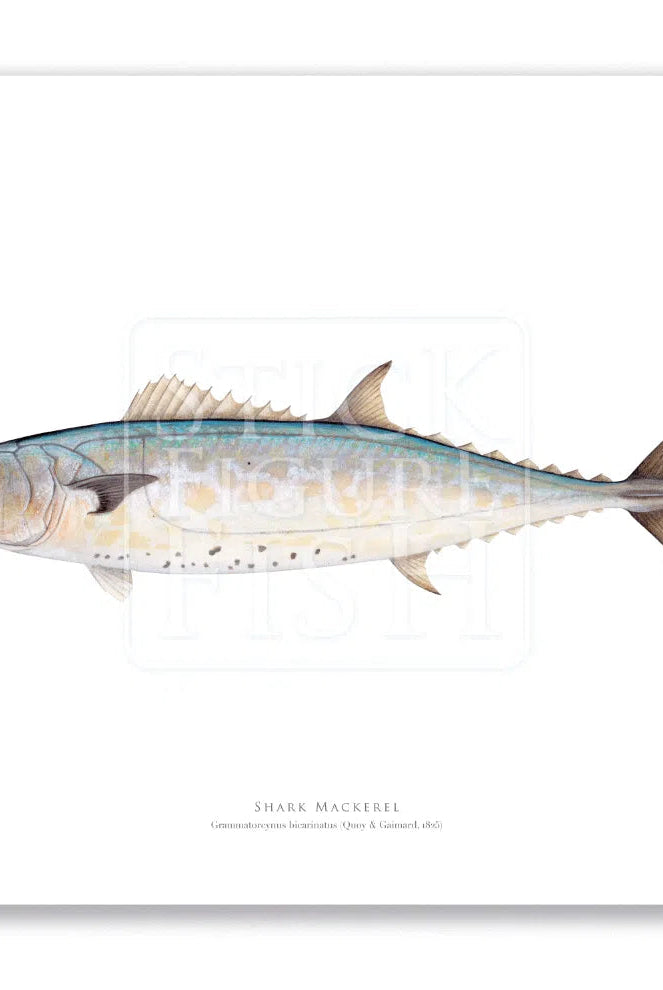 Shark Mackerel, Grammatorcynus bicarinatus (Quoy & Gaimard 1825) - Fine Art Print-Stick Figure Fish Illustration
