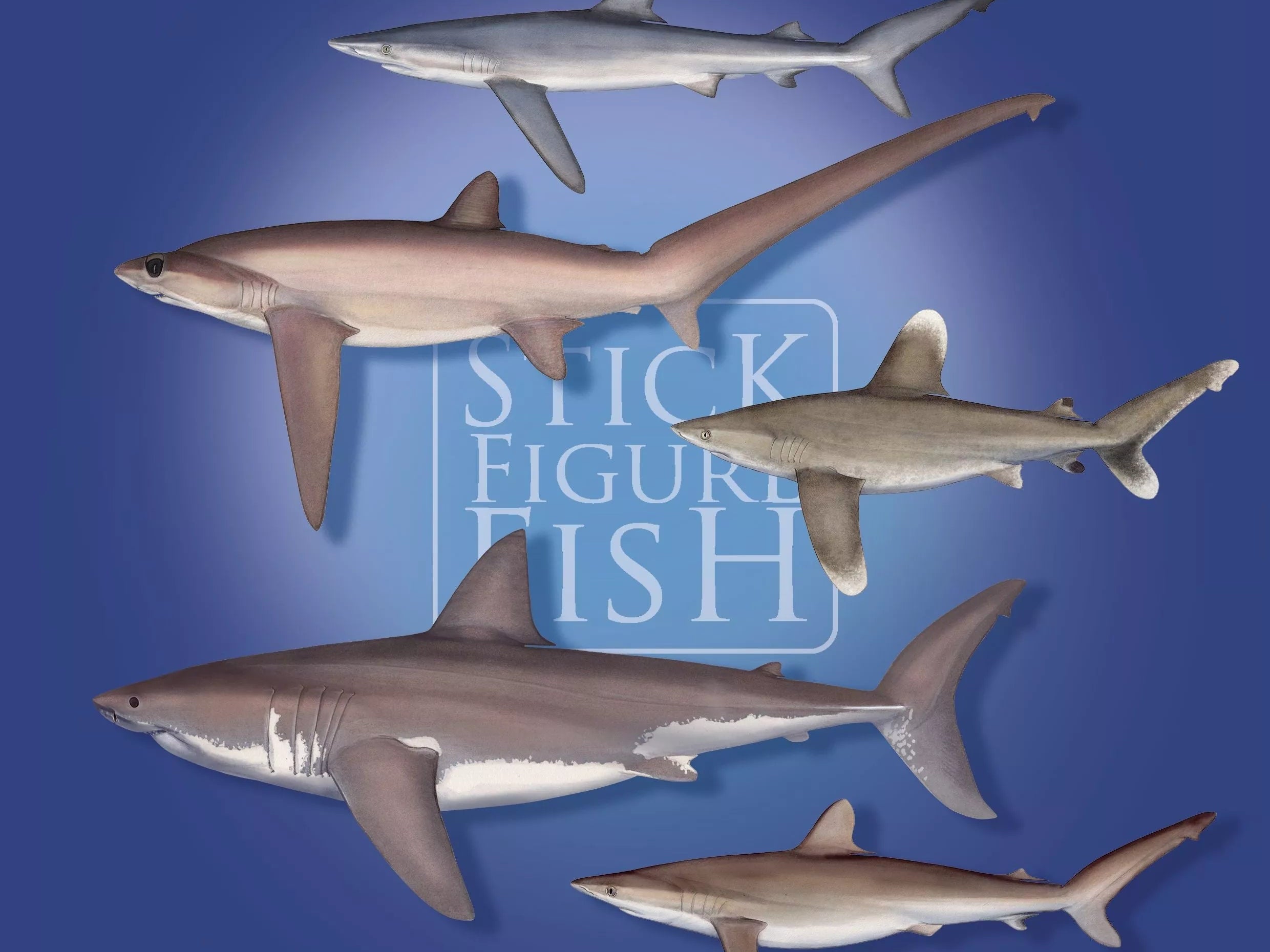 Sharks and Rays of the Open Ocean Sticker Sheet-Stick Figure Fish Illustration