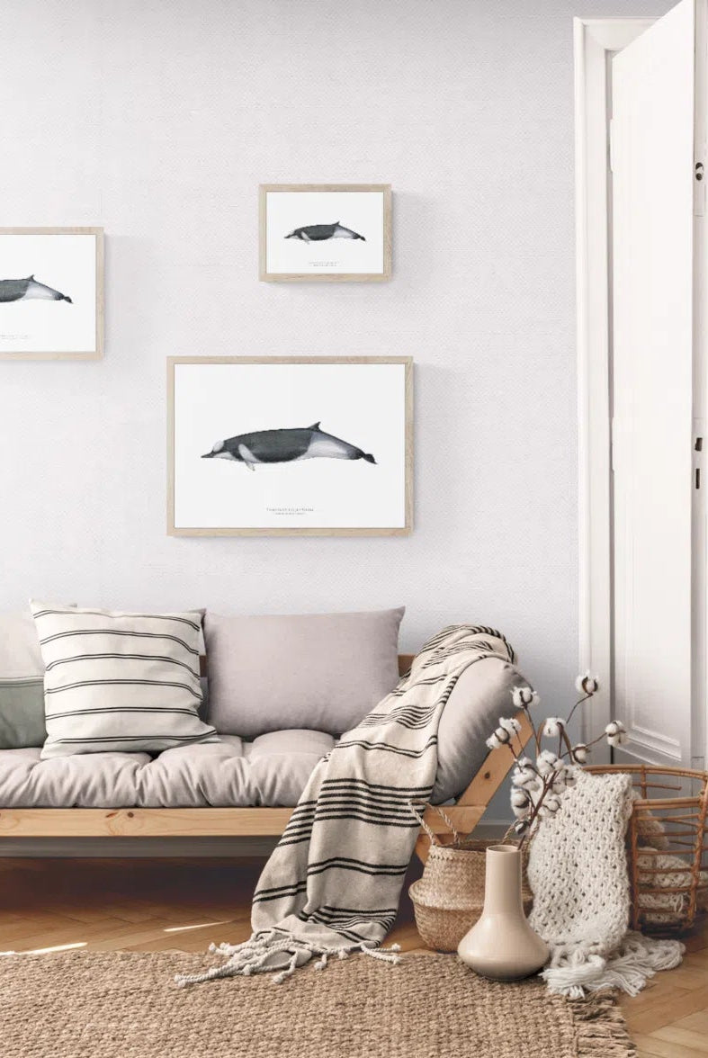 Shepherd's Beaked Whale, Tasmacetus shepherdi Oliver, 1937 - Fine Art Print-Stick Figure Fish Illustration