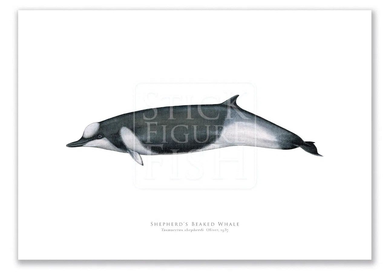 Shepherd's Beaked Whale, Tasmacetus shepherdi Oliver, 1937 - Fine Art Print-Stick Figure Fish Illustration